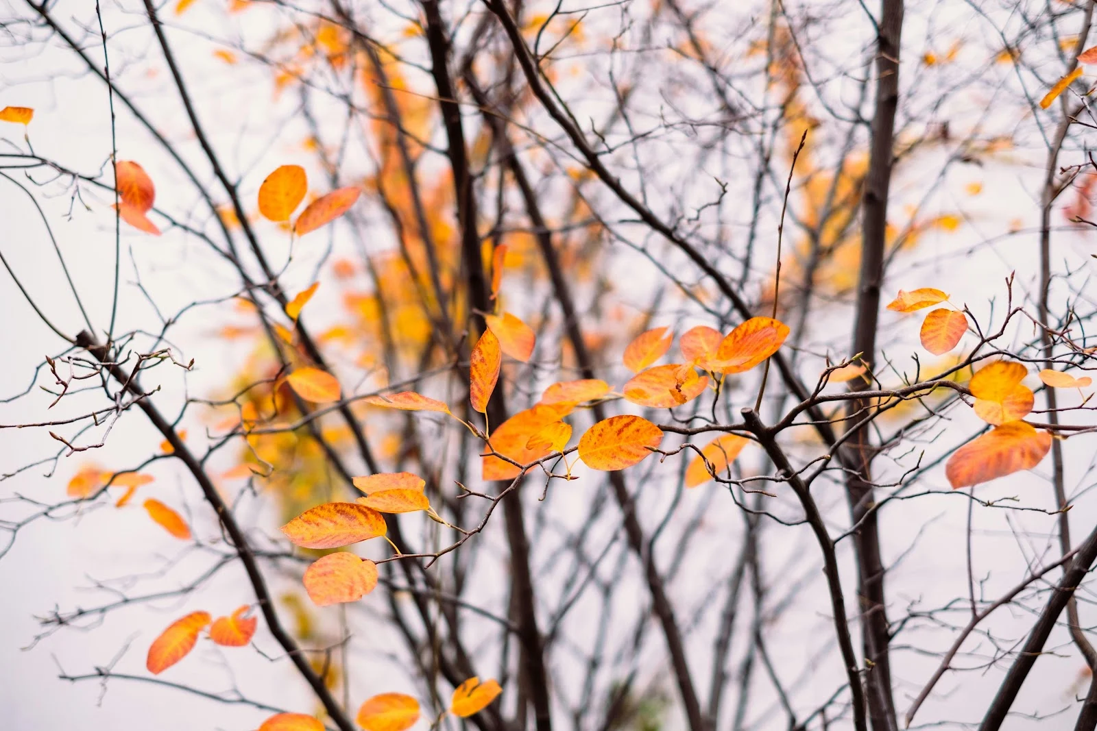 Autumn Foliage, Fall Season, Deciduous Tree, Bare Branches 5K Wallpaper Background (6000x4000)