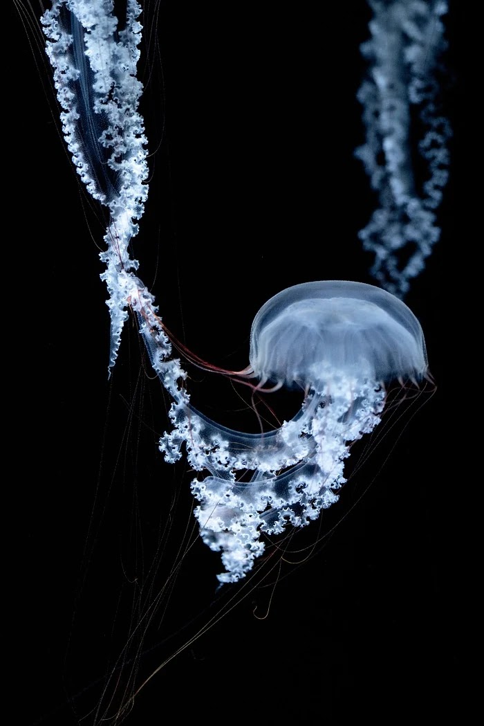 알고리즘 규제 정책 설계 시 고려해야 할 기술·철학적 조건