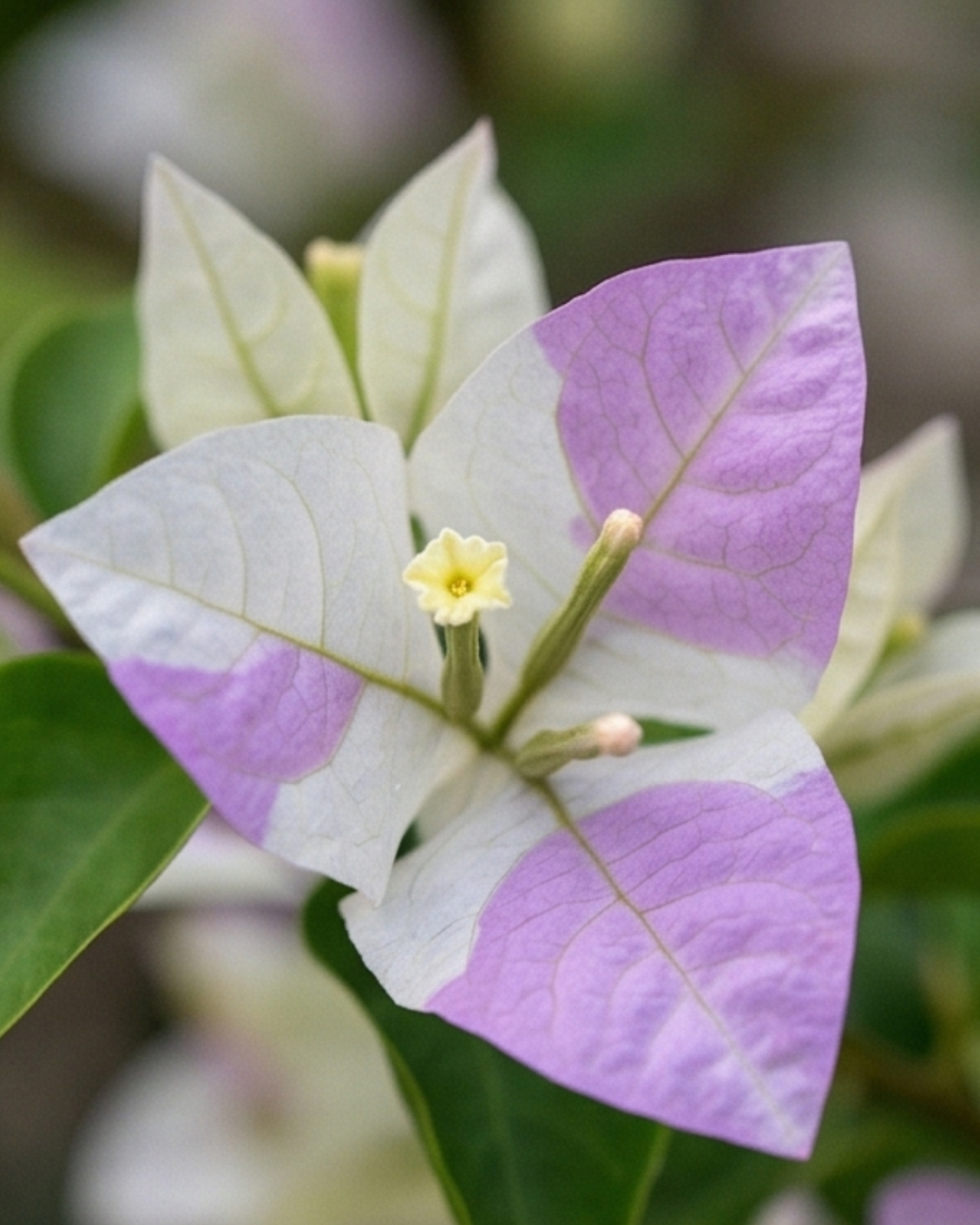Imported Romeo Juliet Bougainvillea Plant — view 3