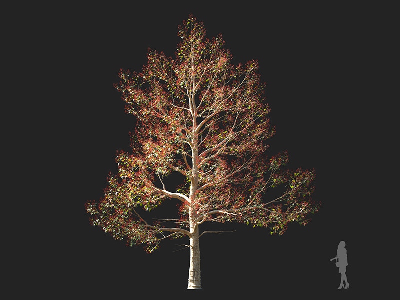 Maxtree - Plant Models Vol.132