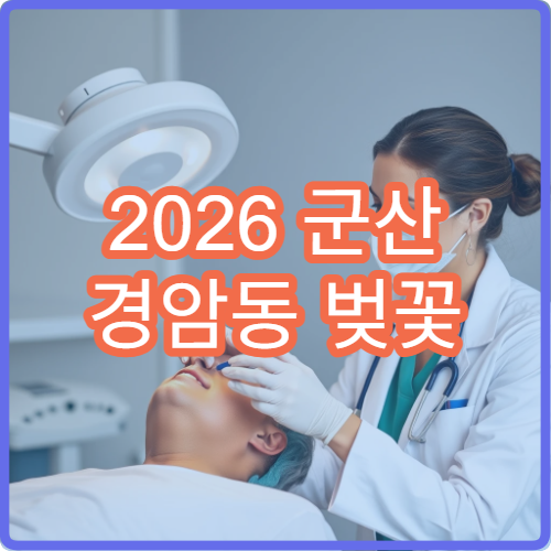 2026 군산 경암동 벚꽃 개화 늦을 때 대체 새만금 방조제 루트