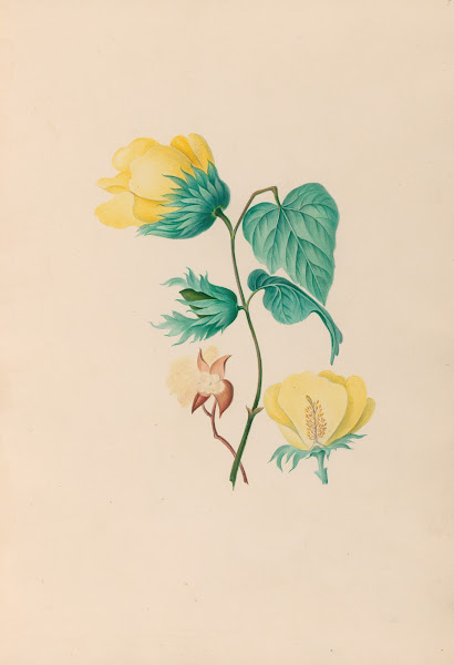 Drawings of tropical flowers and fruits from South America Pl05 1830