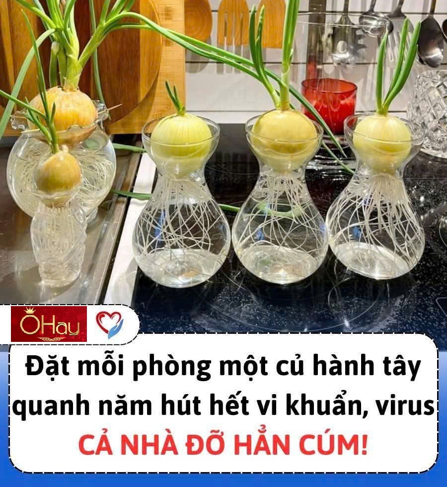 Phòng chống dịch cúm bằng…hành tây