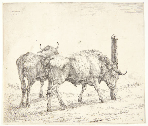 To okser 1655