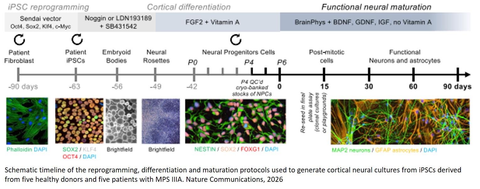 Human model of childhood dementia from drug screen and AI