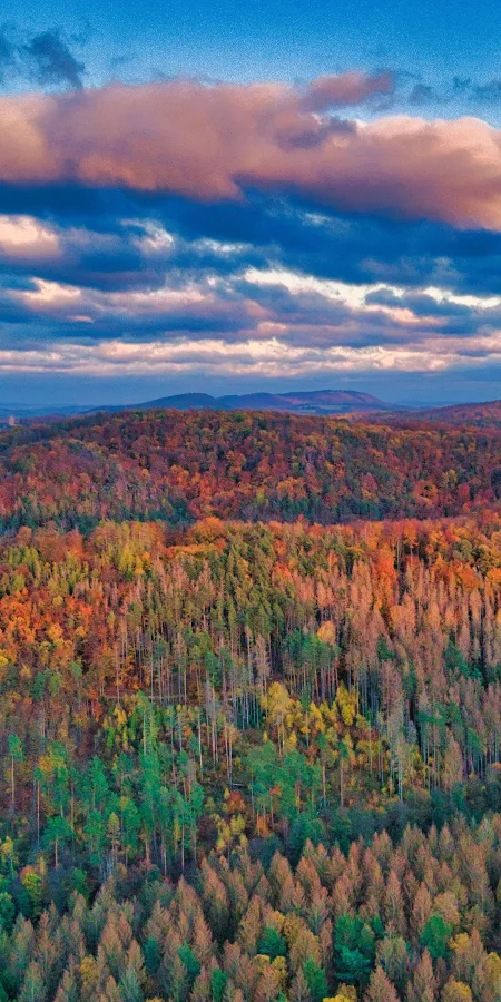 Autumn Leaves In The Thuringian Forest 4K iPhone Phone Wallpaper
