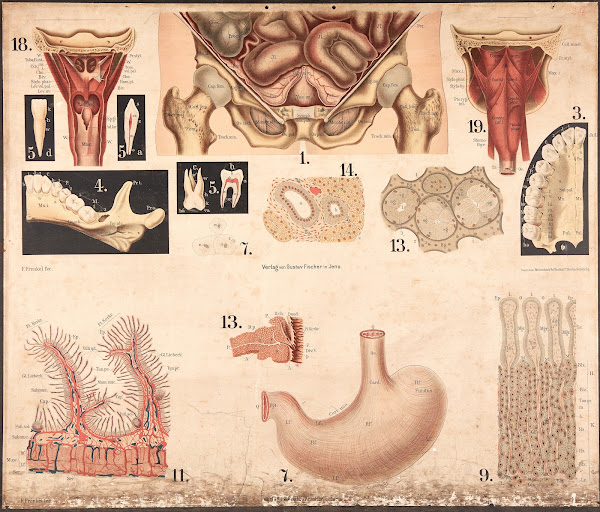 Posterior Abdominal Cavity Small Intestine Spleen Etc 1911