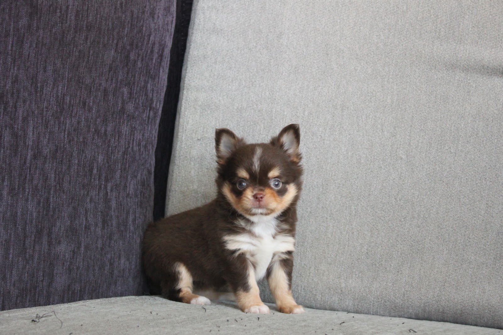 12/23出生 高端優質迷你長毛吉娃娃巧克力奶油四目妹妹