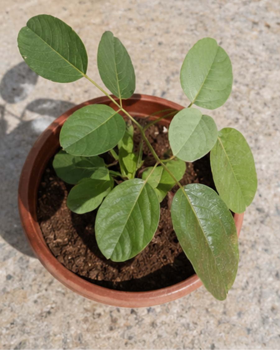 Red Palash Plant — view 3