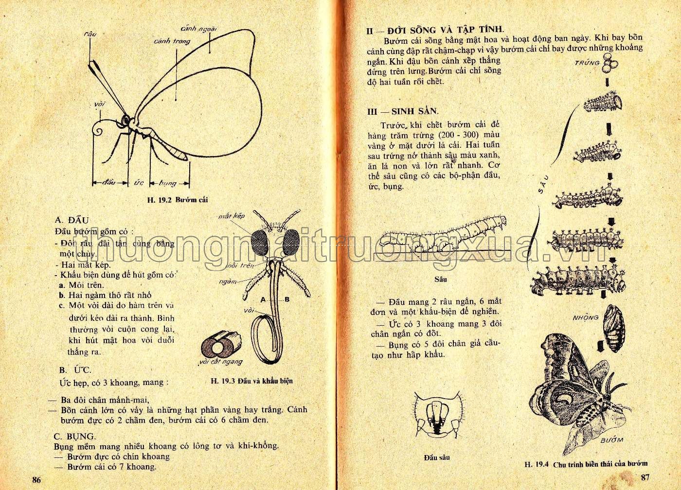 Vạn vật học lớp 7 (1974) (1) - Trang 40