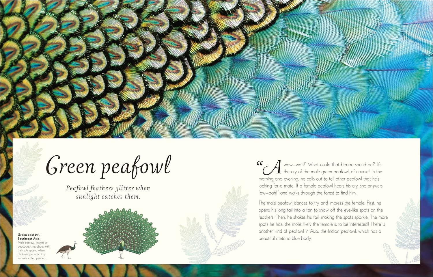 An Anthology of Exquisite Birds - thumbnail 2