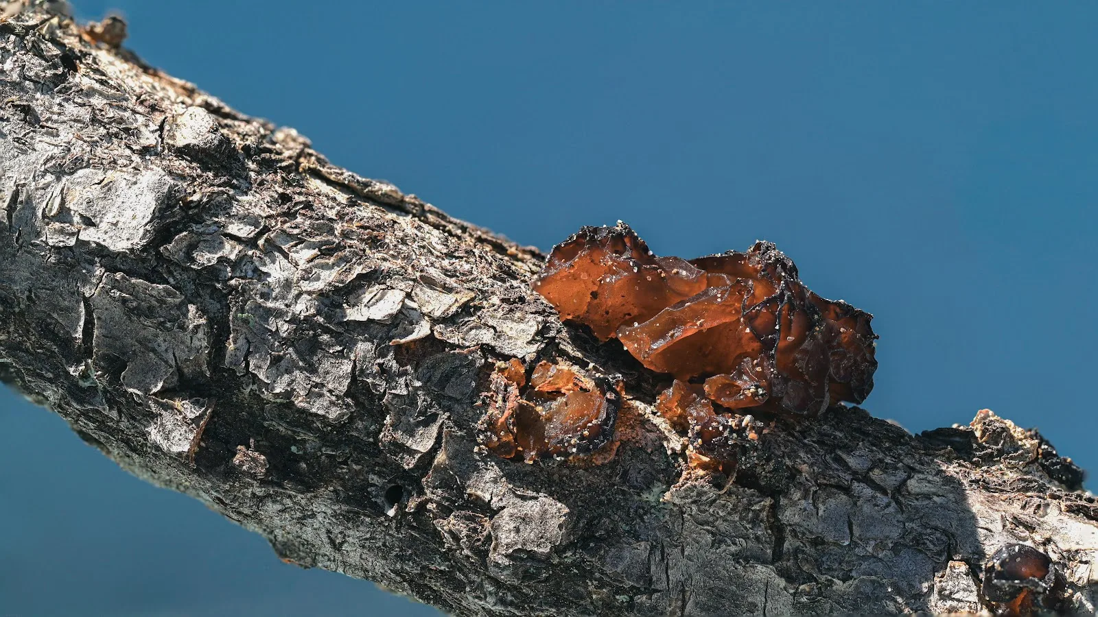 Amber Jelly Fungus On Branch - Macro Nature Photography 5K Wallpaper (6138x3453)