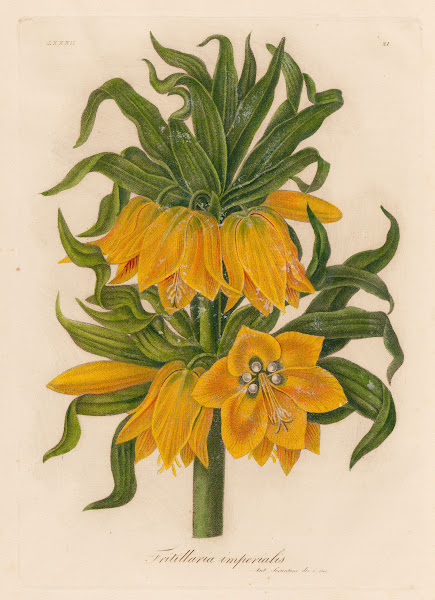 Fritillaria imperialis 1818 1824