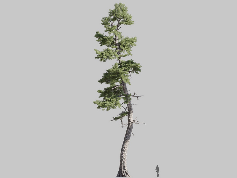 Maxtree - Plant Models Vol.126