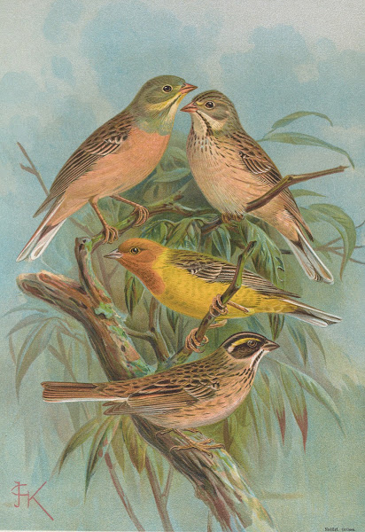 Emberiza hortulana Emberiza luteola Sparrm Emberiza chrysophrys Pall