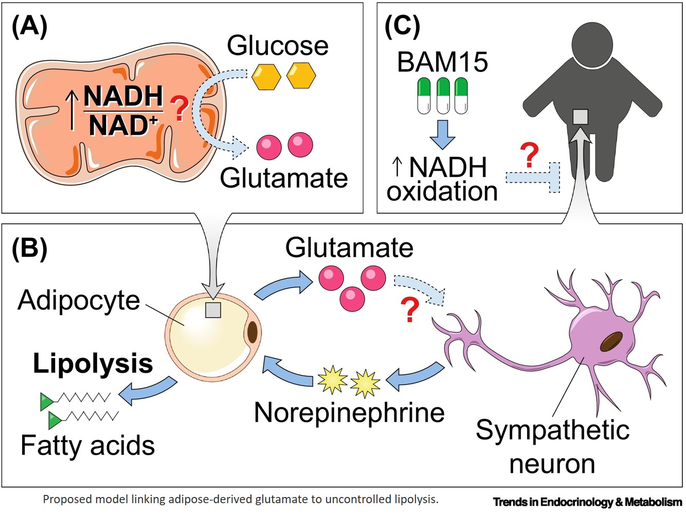 Role of glutamate in adipose lipolysis in insulin resistance
