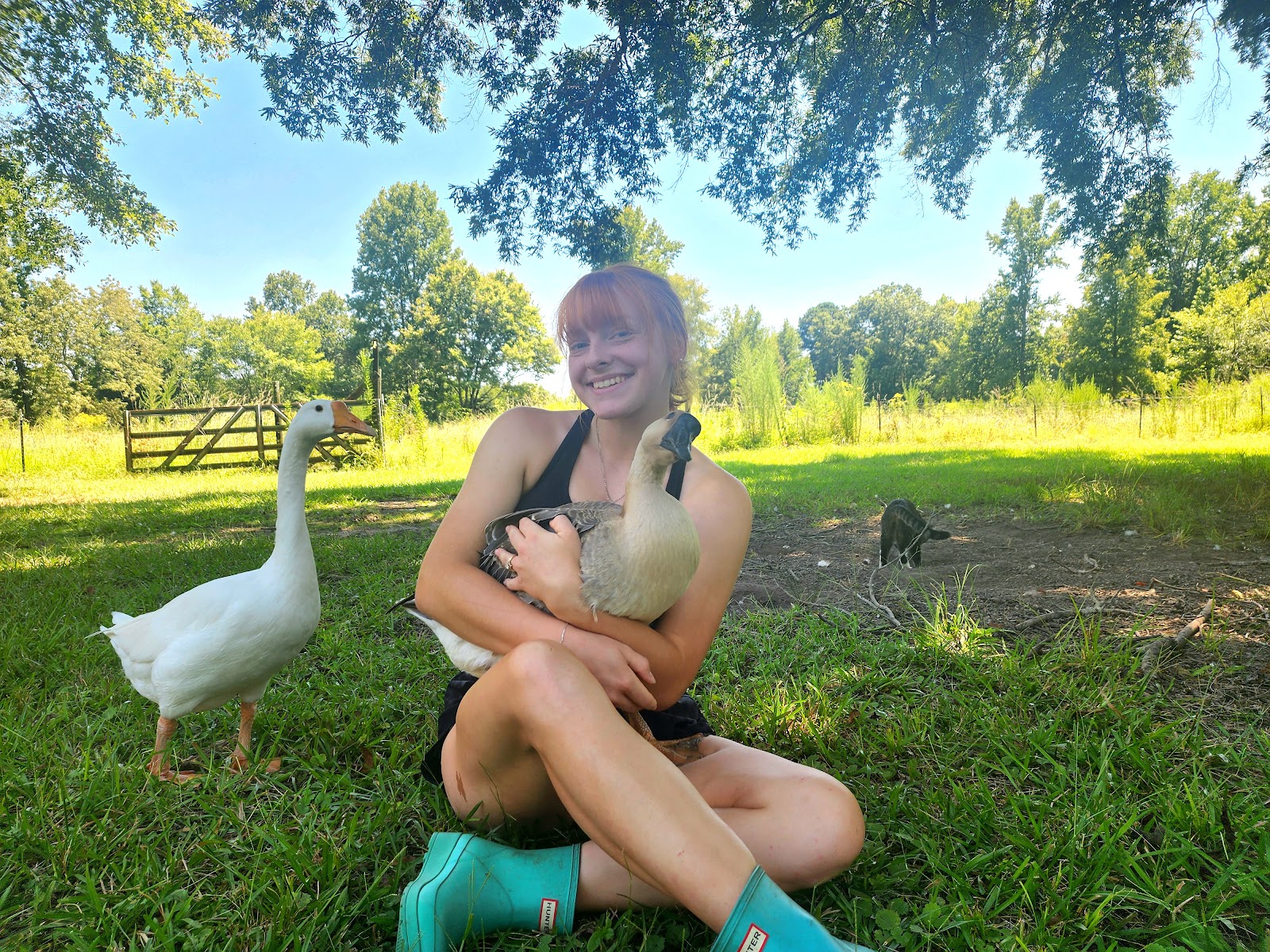 White Chinese Goose, African Goose