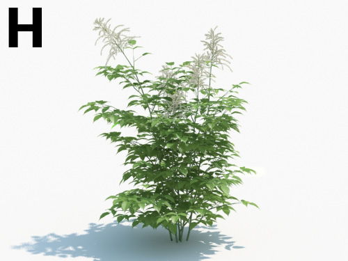 Maxtree - Plant Models Vol.3