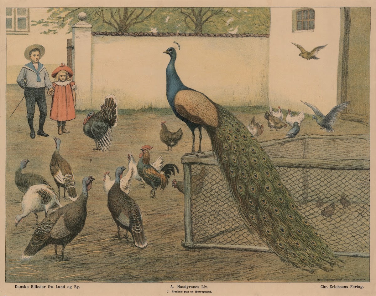 Fjerkræ på herregård 1910