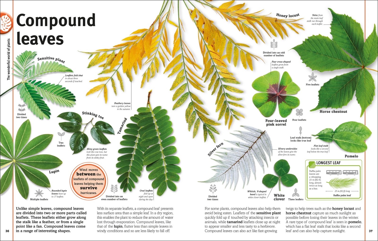 Our World in Pictures: Trees, Leaves, Flowers & Seeds — gambar 2