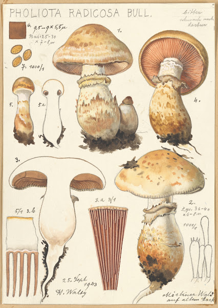 Pholiota radicosa Bull 1915 1945