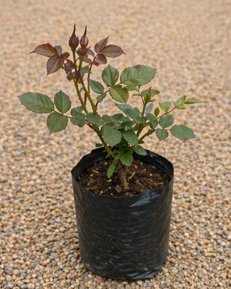 English Rose Flowering Plant — view 2