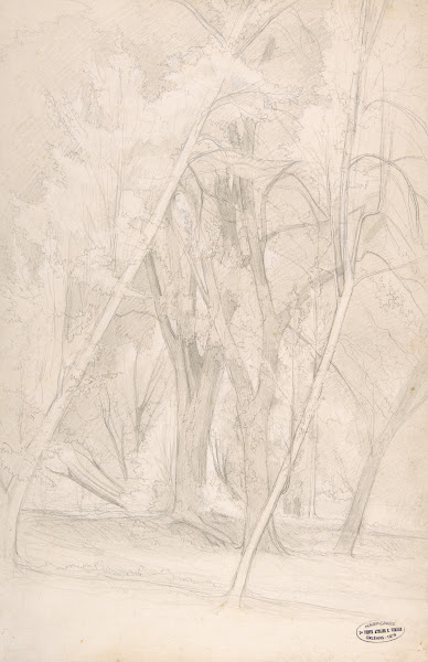 Forest Interior 18351916