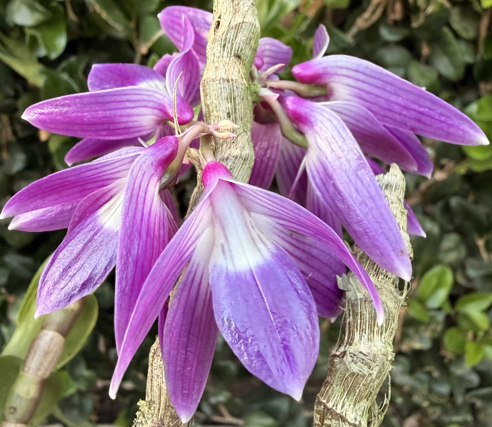 Den. victoriae reginae