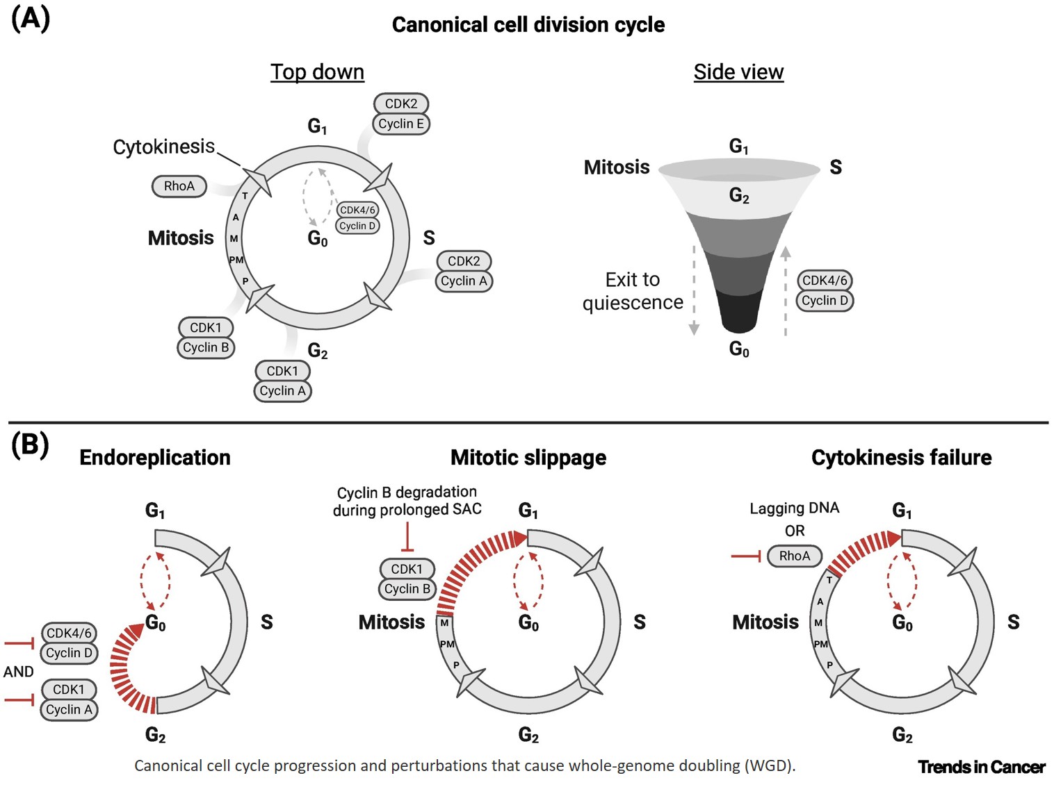 Mechanisms of whole-genome doubling in cancer evolution