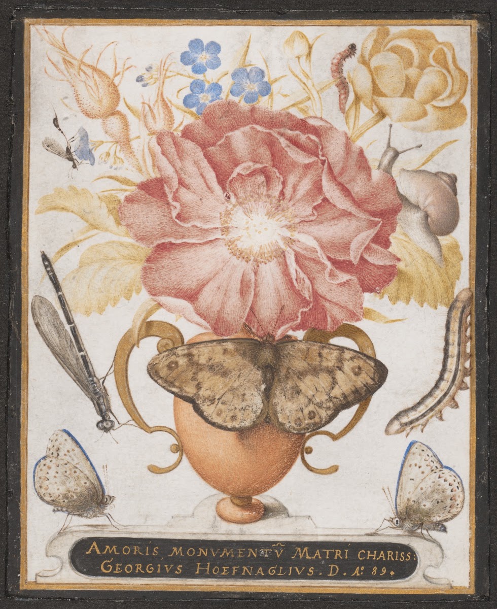 Still Life with Flowers a Snail and Insects 1589