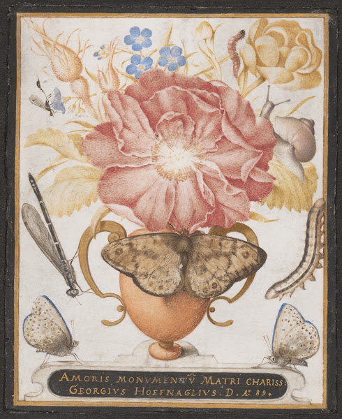 Still Life with Flowers a Snail and Insects 1589