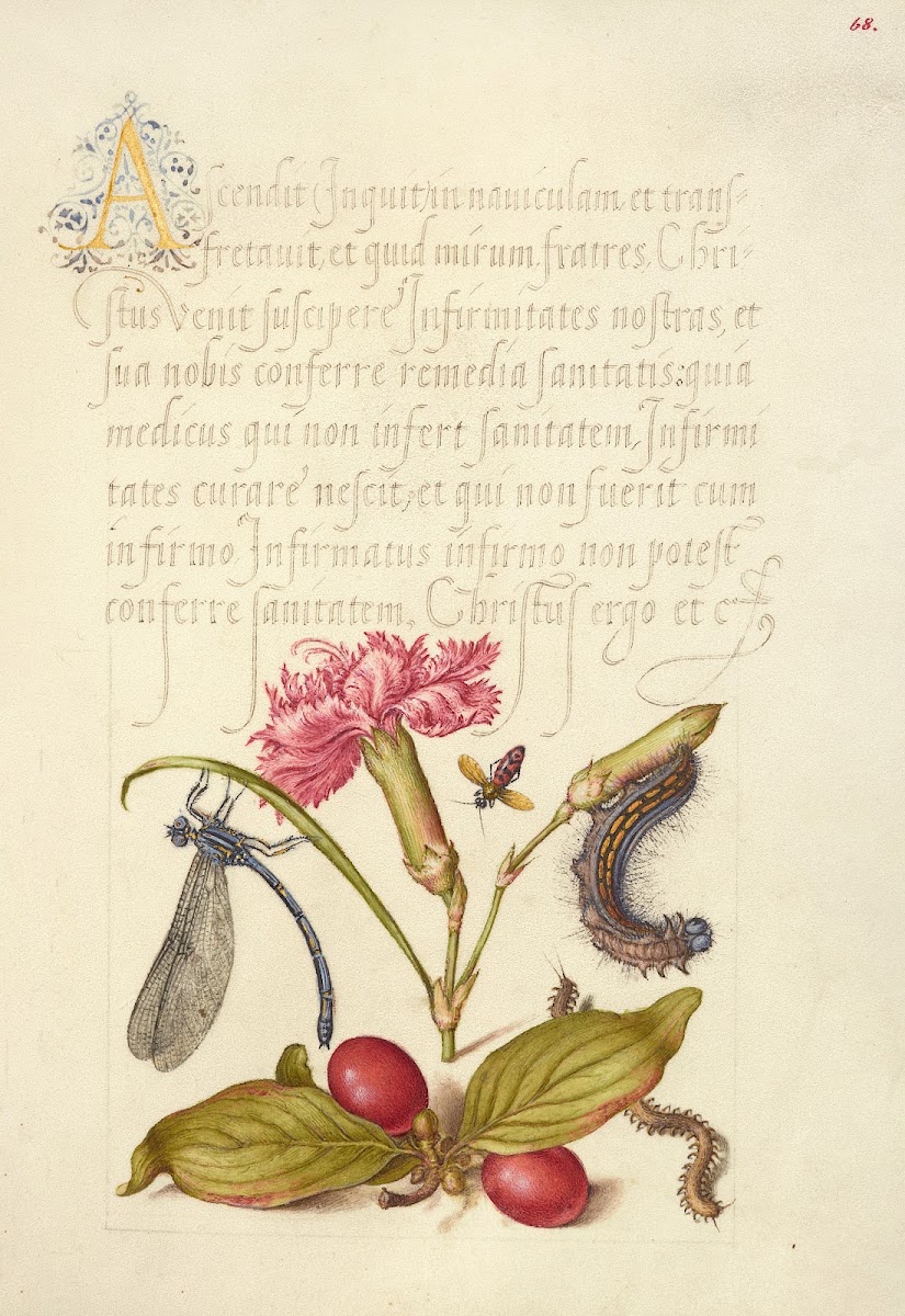 Damselfly Carnation Firebug Caterpillar Carnelian Cherry and Centipede 15611596