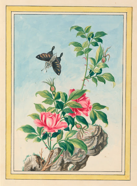 Plantes de Chine Pl003 1776