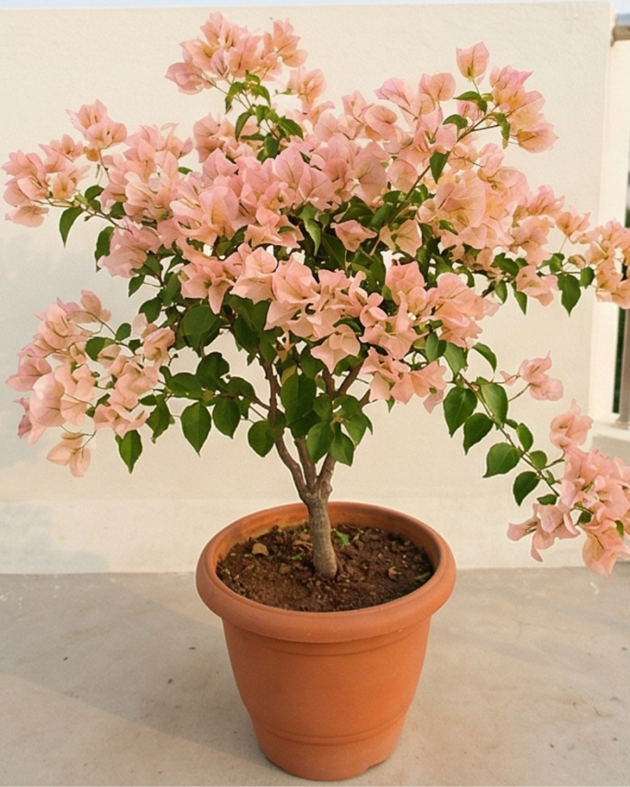 Imported Ada's Joy Bougainvillea Plant — view 4