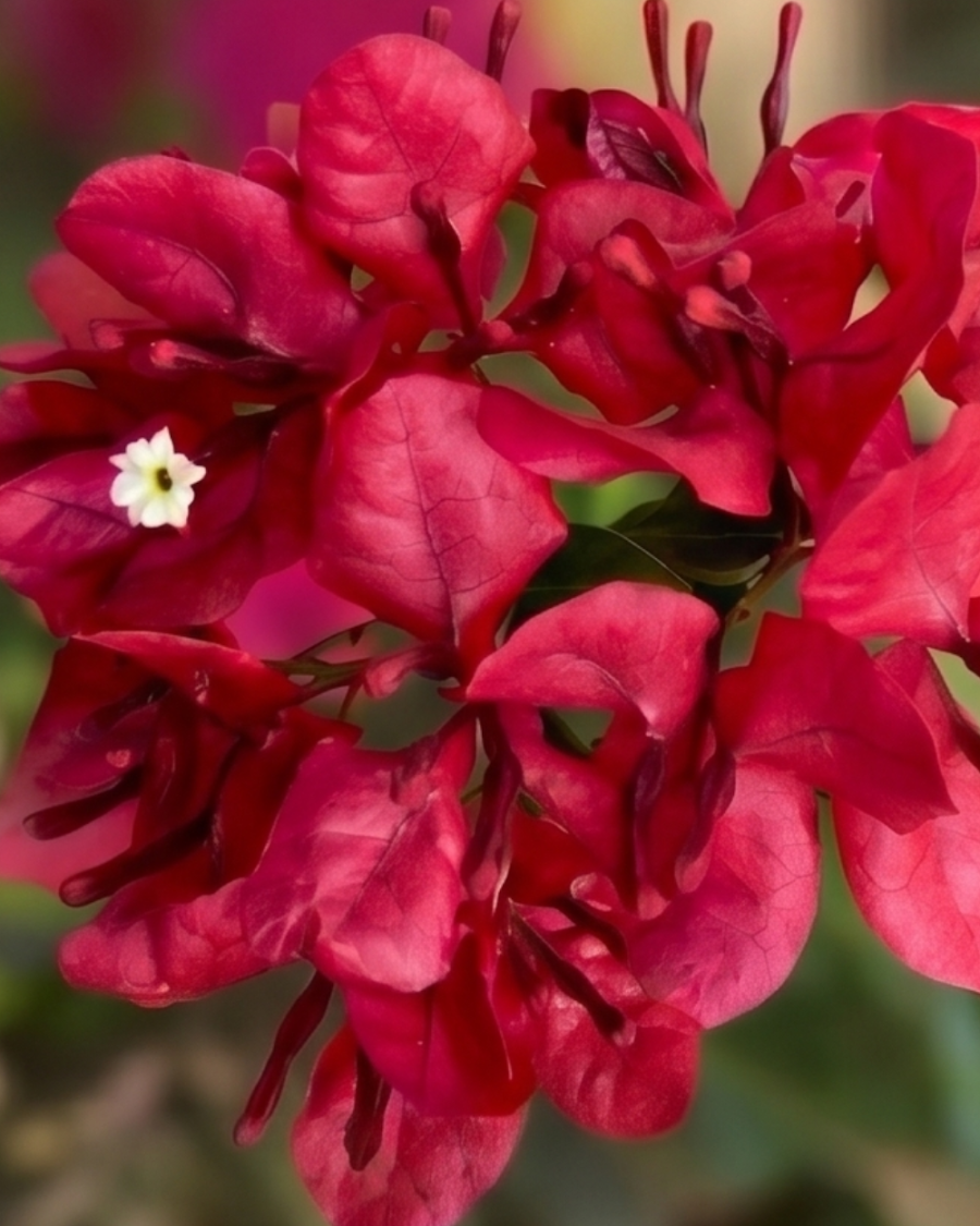 Imported Monalisa Red Bougainvillea Plant — view 2