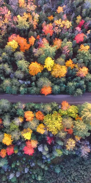 Autumn Path Of Forest Drone View 4K iPhone Wallpaper Background
