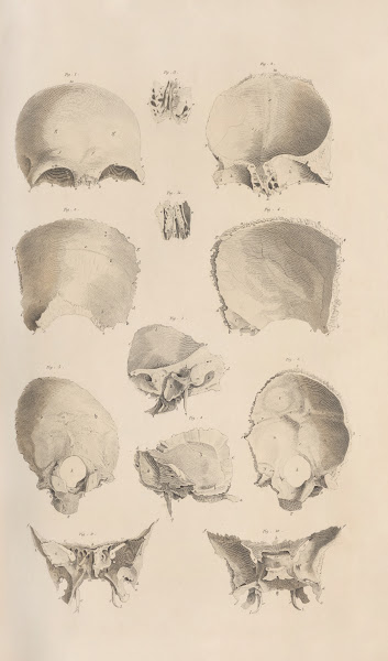 A system of anatomical plates of the human body Pl005 1840
