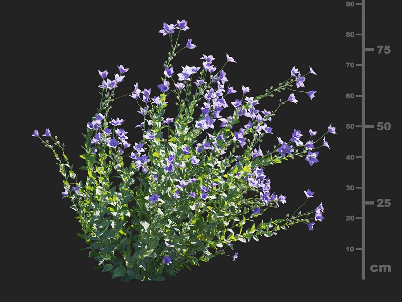 Maxtree - Plant Models Vol.112