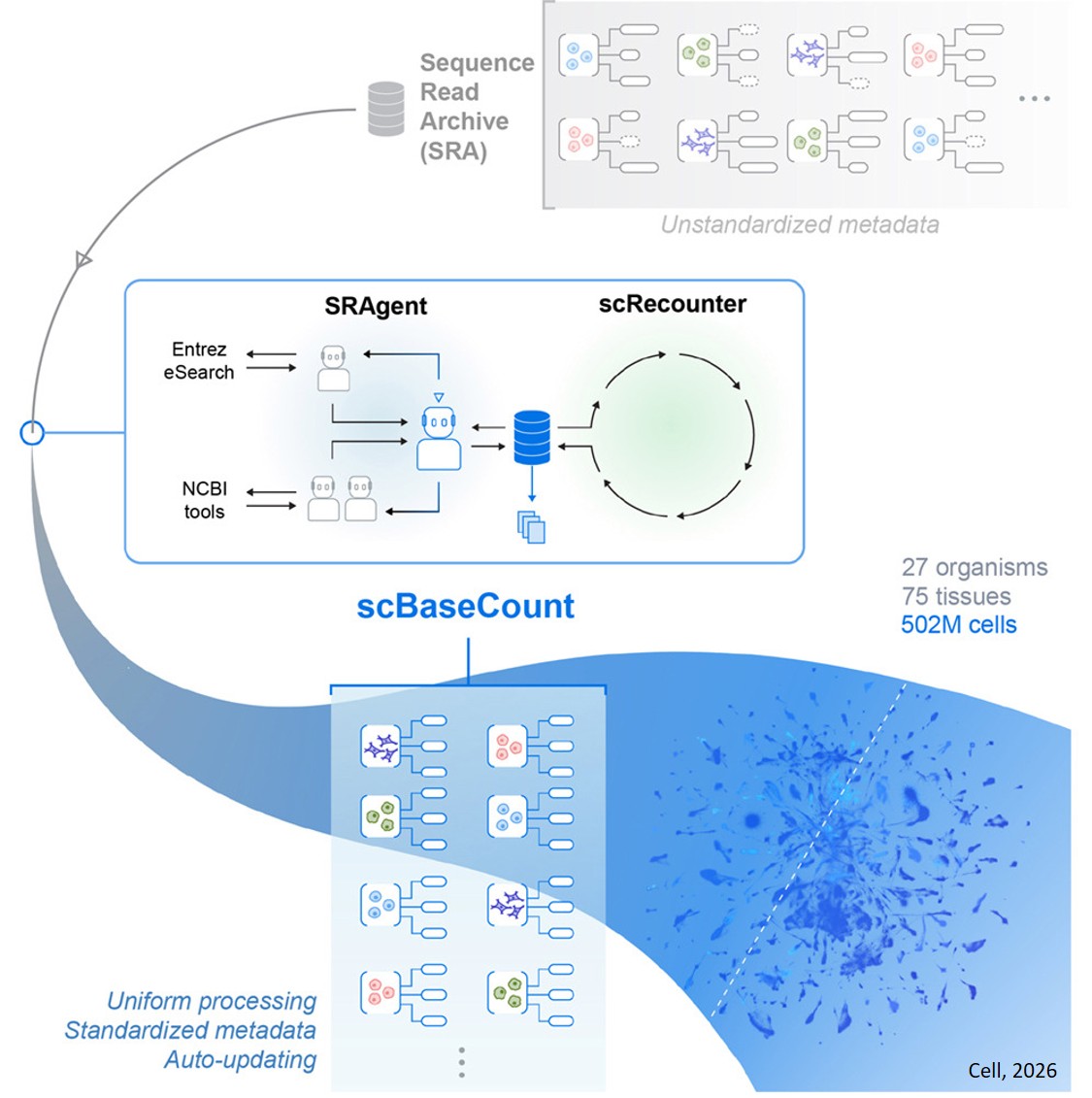 scBaseCount: An AI agent-curated, standardized, auto-updated single-cell data repository