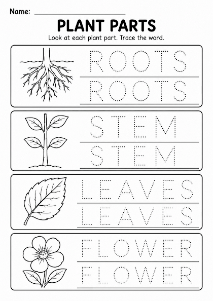 Trace the Plant Part Words