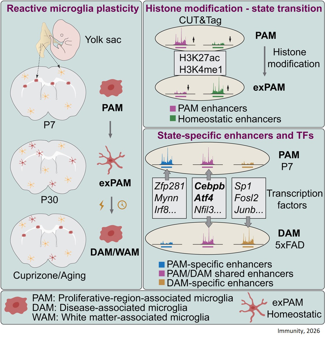 State-specific enhancer landscapes govern microglial plasticity