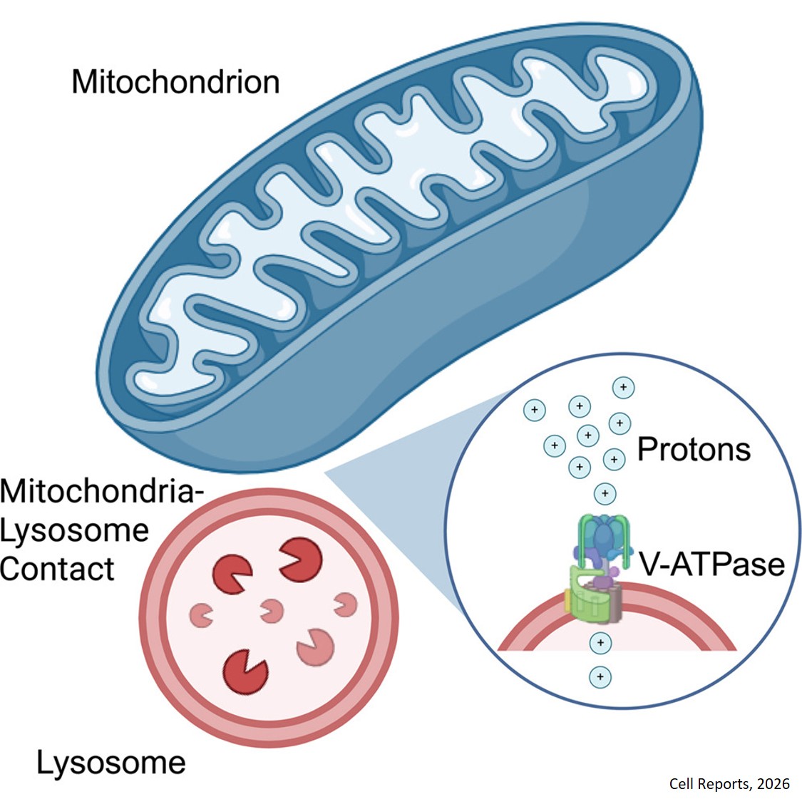 Mitochondria acidify lysosomes through membrane contacts