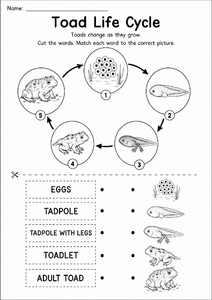 Toad Life Cycle Worksheet