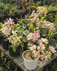 Imported Demonic Butterfly Bougainvillea Plant