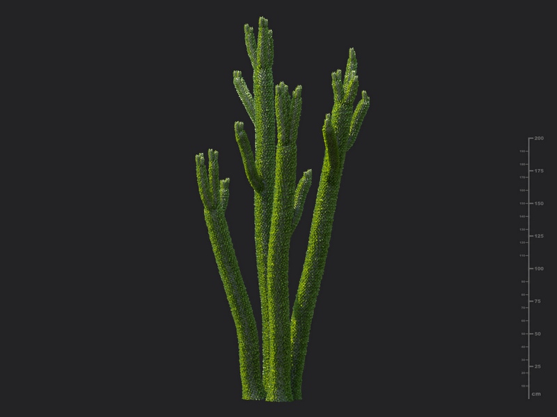 Maxtree - Plant Models Vol.130