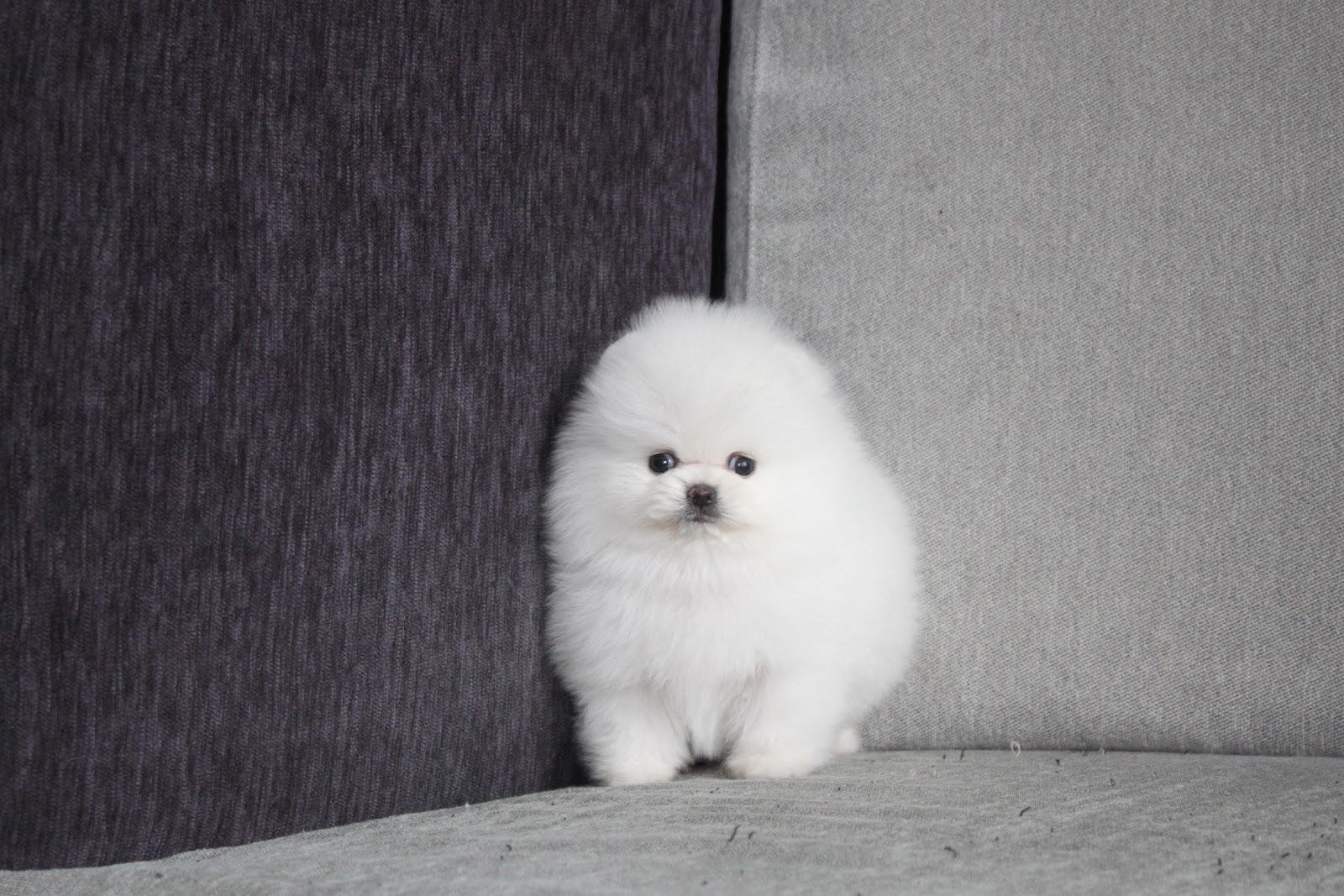 1/21出生 高端優質迷你型松鼠白博美弟弟