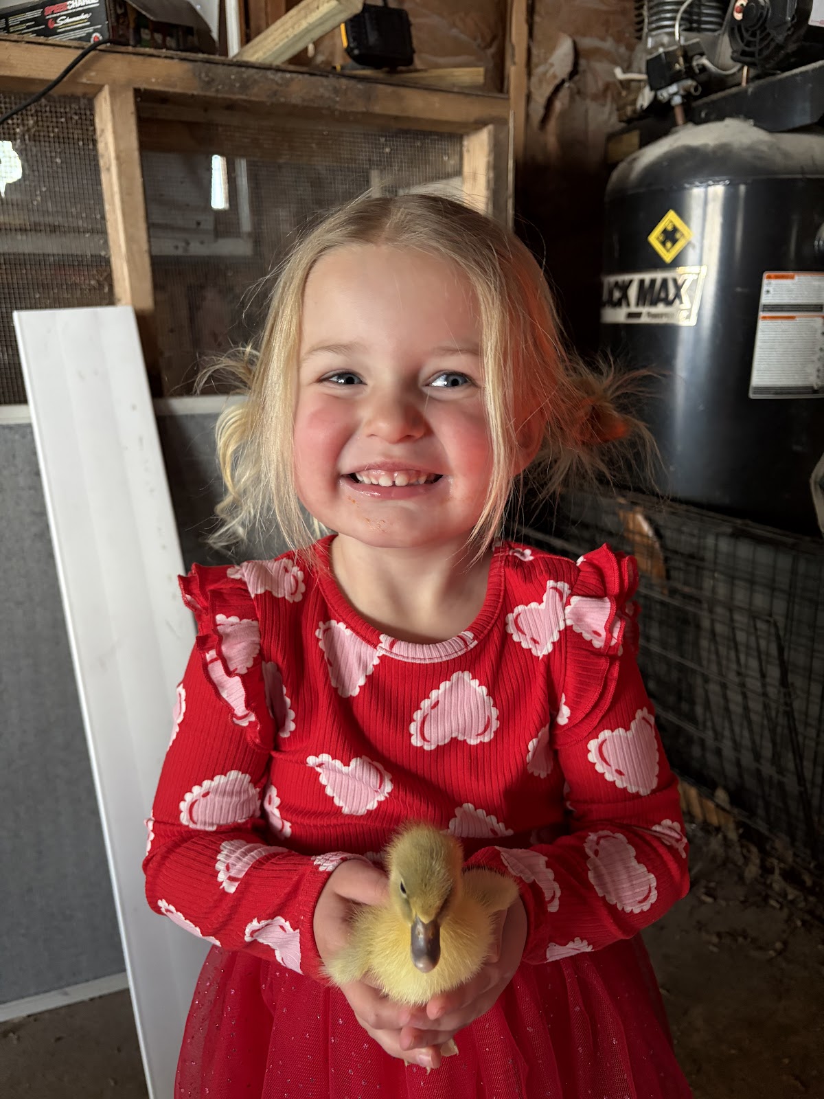 Silver Runner Duckling