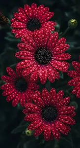 Macro Red Daisy Flowers Covered in Sparkling Water Droplets