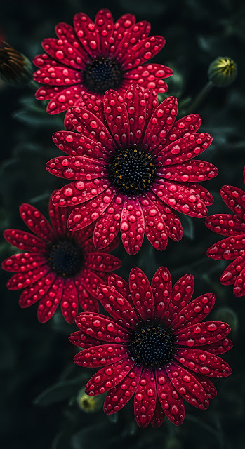 Macro Red Daisy Flowers Covered in Sparkling Water Droplets - Free mobile Wallpaper