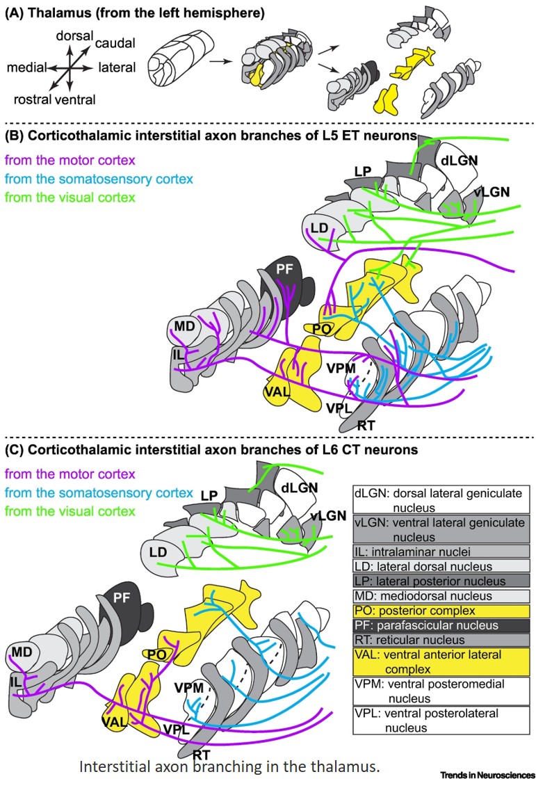 Regulation and function of interstitial axon branching in cortical projection neurons